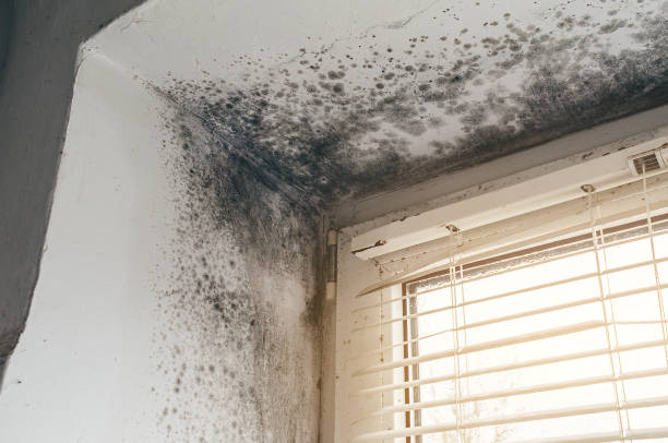 Trusted Black Mold Removal service in South Boston, MA - Cheap Mold Removal