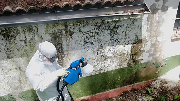 Trusted Commercial Mold Remediation service in South Boston, MA - Cheap Mold Removal